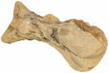 Hadrosaur (Edmontosaurus) Metatarsal - Wyoming #233808-3